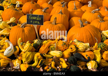 Un display di zucche a Moulton Farm farmstand in Meredith, New Hampshire. Foto Stock