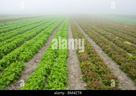 Un campo di lattuga organico cresce a Harlow Farm in Westminster, Vermont. Foto Stock