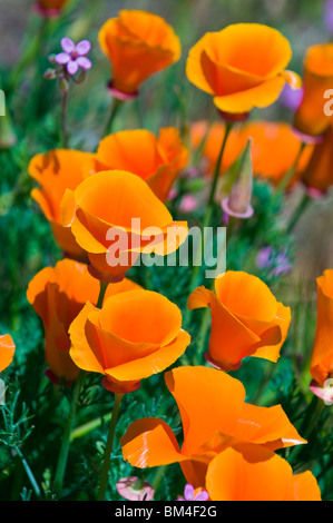 California Papaveri (Eschscholtzia californica), Antelope Valley, California Foto Stock