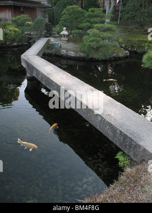 Coy in stagno sotto il ponte Foto Stock