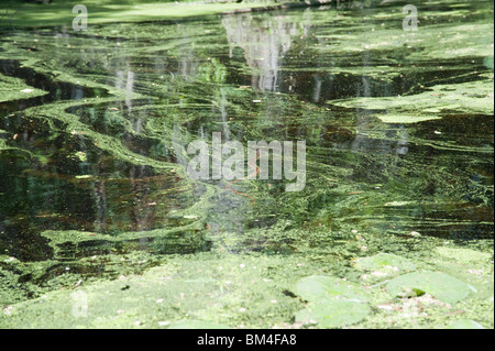 Watersnake Redbelly nuotare in acqua a mercanti Gora Parco Statale della Carolina del Nord STATI UNITI D'AMERICA Foto Stock