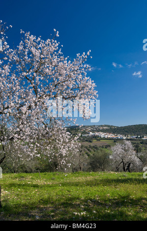 Il Portogallo, Algarve, Paderne, villaggio con Mandorla Blossom In campagna Foto Stock