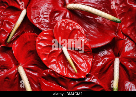 Cumulo di anthurium rosso Foto Stock