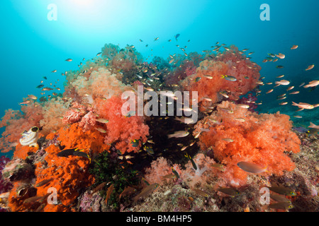 Rossi coralli molli a Coral Reef, Dendronephthya sp., Raja Ampat, Papua occidentale, in Indonesia Foto Stock