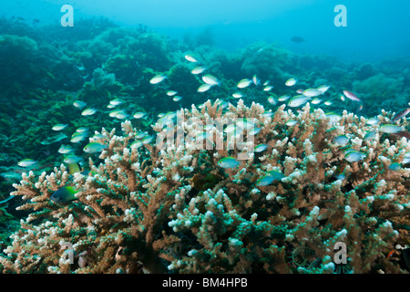 Fanciulla pesce sulla barriera corallina, Pomacentrus sp., Raja Ampat, Papua occidentale, in Indonesia Foto Stock