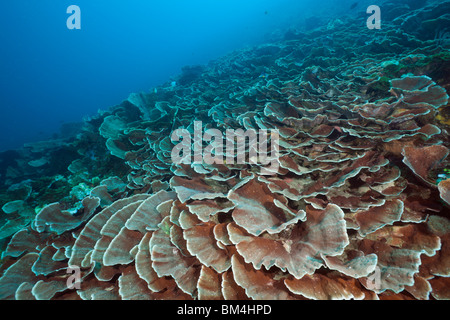 Hard Coral Reef, Pachyseris speciosa, Raja Ampat, Papua occidentale, in Indonesia Foto Stock