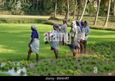 Donne Lavoratori agricoltura nelle risaie,kerala,l'india,asia Foto Stock