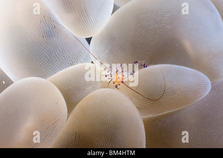 Bolla di gamberi di corallo, Vir philippinensis, Plerogyra sinuosa, Raja Ampat, Papua occidentale, in Indonesia Foto Stock