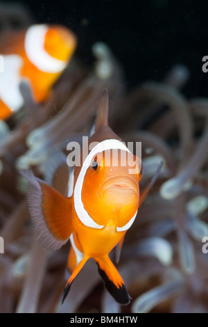 Clown Anemonefish, Amphiprion ocellaris, Raja Ampat, Papua occidentale, in Indonesia Foto Stock