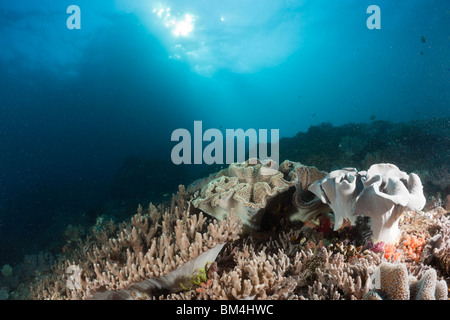 In pelle di coralli molli, Sinularia sp., Sarcophyton sp., Raja Ampat, Papua occidentale, in Indonesia Foto Stock