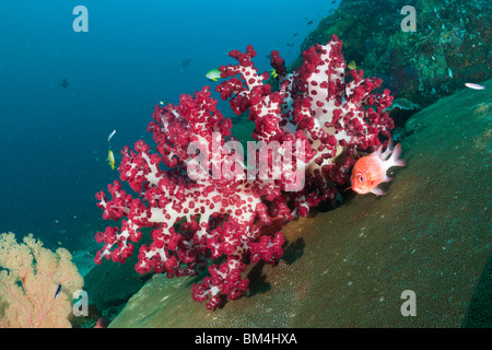 Rosso corallo morbido, Dendronephthya sp., Raja Ampat, Papua occidentale, in Indonesia Foto Stock