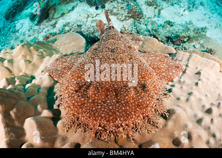 Tasselled Wobbegong, Eucrossorhinchus dasypogon Raja Ampat, Papua occidentale, in Indonesia Foto Stock