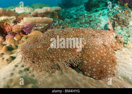 Tasselled Wobbegong, Eucrossorhinchus dasypogon Raja Ampat, Papua occidentale, in Indonesia Foto Stock