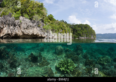 Shallow Coral Reef, Raja Ampat, Papua occidentale, in Indonesia Foto Stock