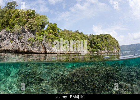 Shallow Coral Reef, Raja Ampat, Papua occidentale, in Indonesia Foto Stock