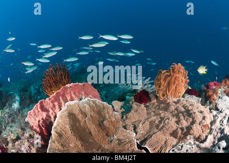 Mosaico Fusilier sulla barriera corallina, Pterocaesio tesselata Raja Ampat, Papua occidentale, in Indonesia Foto Stock