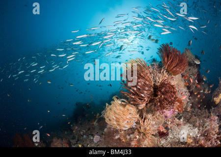 Mosaico Fusilier sulla barriera corallina, Pterocaesio tesselata Raja Ampat, Papua occidentale, in Indonesia Foto Stock