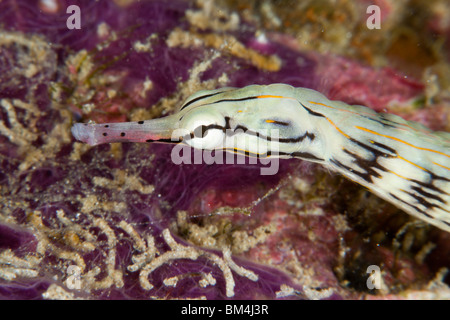 Brown-Pipefish nastrati, Corythoichthys haematopterus Raja Ampat, Papua occidentale, in Indonesia Foto Stock