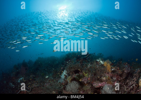 Mosaico Fusilier sulla barriera corallina, Pterocaesio tesselata Raja Ampat, Papua occidentale, in Indonesia Foto Stock