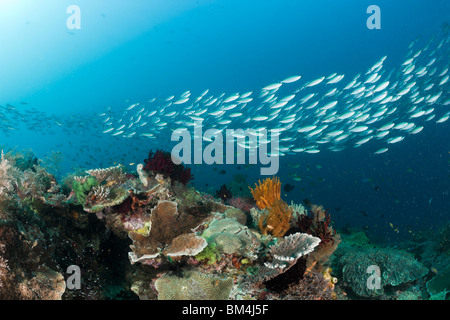 Mosaico Fusilier sulla barriera corallina, Pterocaesio tesselata Raja Ampat, Papua occidentale, in Indonesia Foto Stock