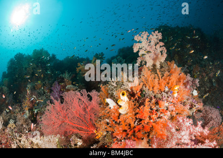 Colorati coralli molli, Dendronephthya sp., Raja Ampat, Papua occidentale, in Indonesia Foto Stock