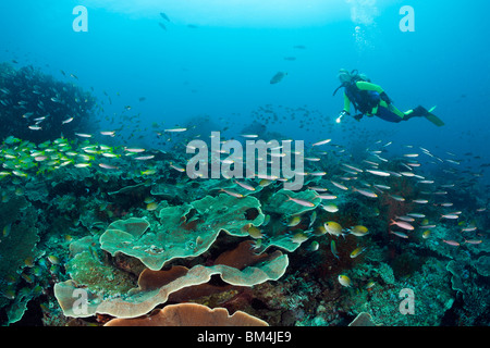 Subacqueo con Pisiang Fusiliers e Tonno obeso Snapper, Pterocaesio pisang, Lutjanus lutjanus Raja Ampat, Papua occidentale, in Indonesia Foto Stock