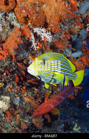 Giallo-nastro Sweetlips e Wrasse, Plectorhinchus polytaenia Raja Ampat, Papua occidentale, in Indonesia Foto Stock