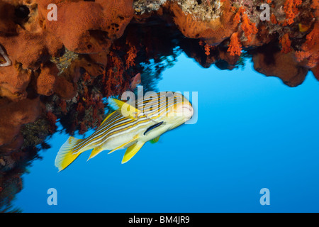 Giallo-nastro Sweetlips e Wrasse, Plectorhinchus polytaenia Raja Ampat, Papua occidentale, in Indonesia Foto Stock