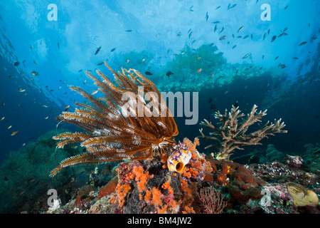 Crinoide in Coral Reef, Comanthina sp., Raja Ampat, Papua occidentale, in Indonesia Foto Stock