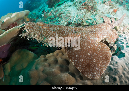 Tasselled Wobbegong, Eucrossorhinchus dasypogon Raja Ampat, Papua occidentale, in Indonesia Foto Stock