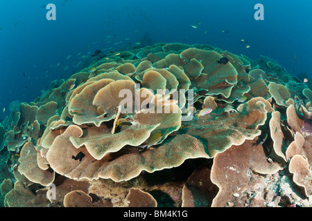 La lattuga Coral Reef, Turbinaria mesenterina Raja Ampat, Papua occidentale, in Indonesia Foto Stock