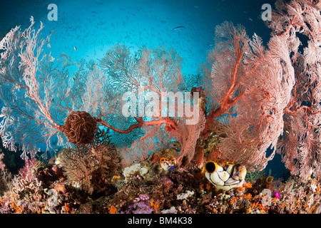 Seafan in Coral Reef, Melithaea sp., Raja Ampat, Papua occidentale, in Indonesia Foto Stock