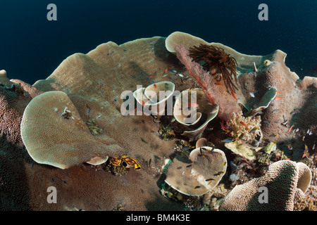 La Lattuga di corallo, Turbinaria mesenterina Raja Ampat, Papua occidentale, in Indonesia Foto Stock