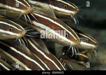 Anguilla striato Pesce Gatto, Plotosus lineatus, Puerto Galera, Mindoro Island, Filippine Foto Stock