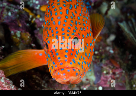 Coral raggruppatore, Cephalopholis miniata, Raja Ampat, Papua occidentale, in Indonesia Foto Stock