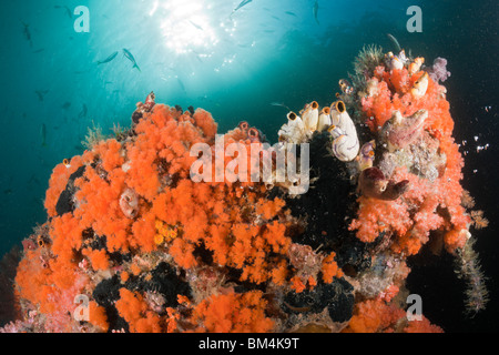 Orange coralli molli, Dendronephthya sp., Raja Ampat, Papua occidentale, in Indonesia Foto Stock