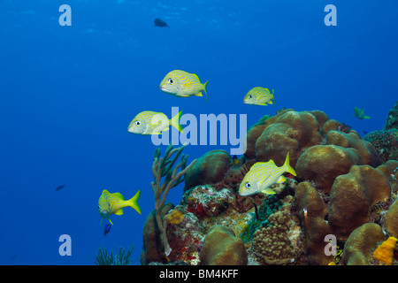 Grunt francese, Haemulon flavolineatum, Cozumel, Mar dei Caraibi, Messico Foto Stock