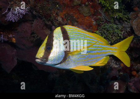 Porkfish, Anisotremus virginicus, Cozumel, Mar dei Caraibi, Messico Foto Stock