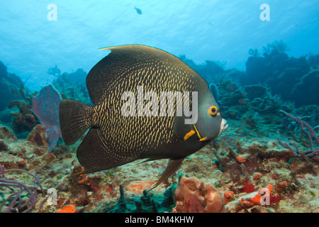 French Angelfish, Pomacanthus parù, Cozumel, Mar dei Caraibi, Messico Foto Stock