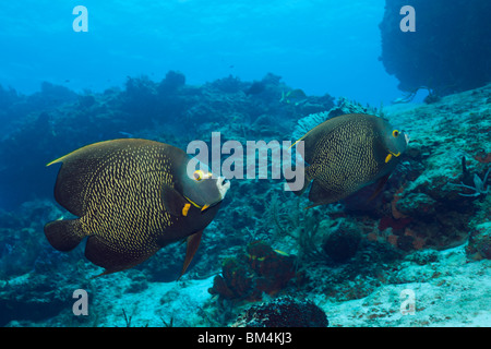 French Angelfish, Pomacanthus parù, Cozumel, Mar dei Caraibi, Messico Foto Stock