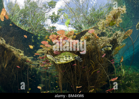 Cursore Mesoamerican Turtle nei cenote, Trachemys scripta venusta, Tulum, la penisola dello Yucatan, Messico Foto Stock