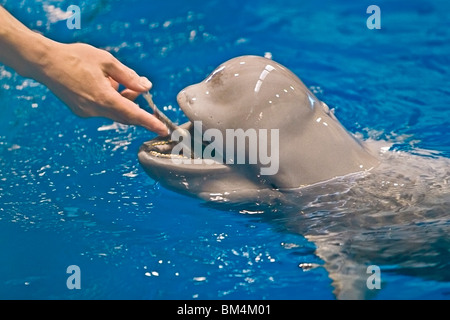 Finless focena, Sunameri in cattività, Neophocaena phocaenoides, Big Island, Hawaii, STATI UNITI D'AMERICA Foto Stock
