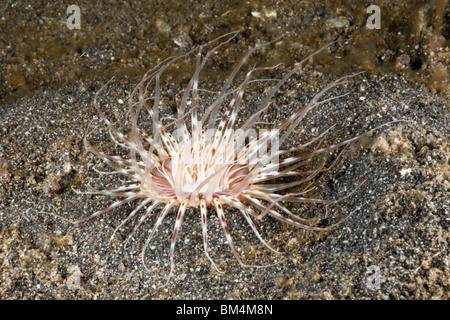 Tubo Anemone, Cerianthus sp., Lembeh strait, Nord Sulawesi, Indonesia Foto Stock