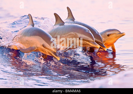 Pantropical Spotted Delfino Stenella attenuata, Oceano Pacifico, Hawaii, STATI UNITI D'AMERICA Foto Stock