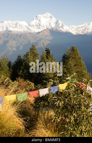 La mattina presto il sole sul Dhaulagiri mountain range a Poon Hill, Ghorepane, Circuito di Annapurna, Nepal. Ha pregato bandiere in primo piano Foto Stock