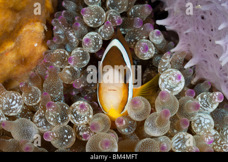 Clarks Anemonefish in bolla Anemone, Amphiprion clarkii, Entacmaea quadricolor, Lembeh strait, Nord Sulawesi, Indonesia Foto Stock