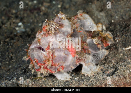 Rana pescatrice presenta verrucosa, Antennarius maculatus, Lembeh strait, Nord Sulawesi, Indonesia Foto Stock