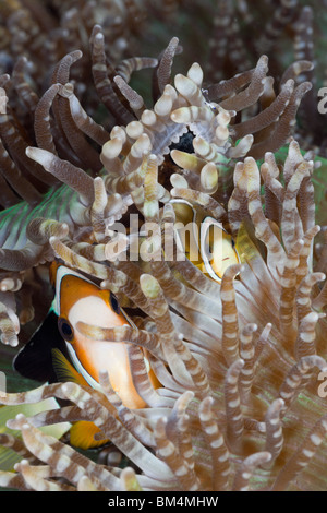 Clarks Anemonefish, Amphiprion clarkii, Lembeh strait, Nord Sulawesi, Indonesia Foto Stock