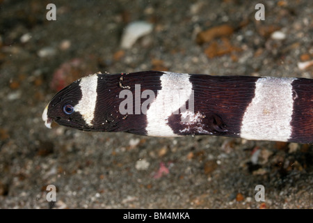 Nastrare Snake Anguilla, Myrichthys colubrinus, Lembeh strait, Nord Sulawesi, Indonesia Foto Stock