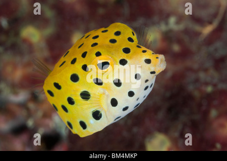 I capretti Boxfish giallo, Ostracion cubicus, Lembeh strait, Nord Sulawesi, Indonesia Foto Stock